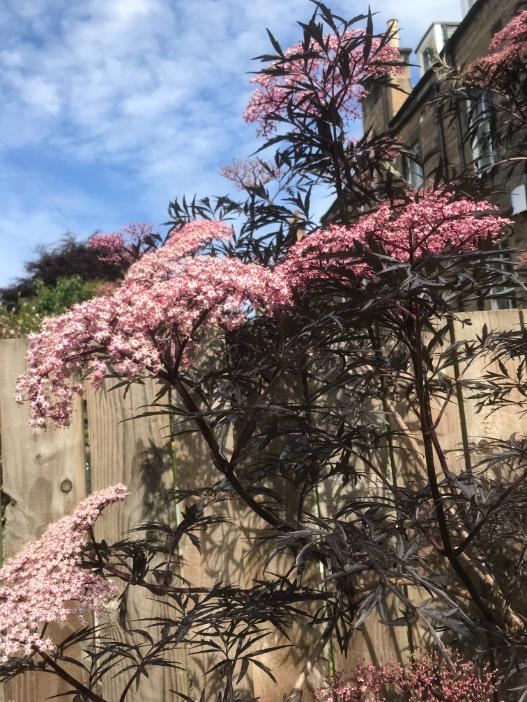 Albyn Townhouse, Edinburgh