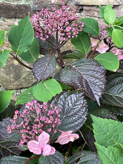 Albyn Townhouse, Edinburgh